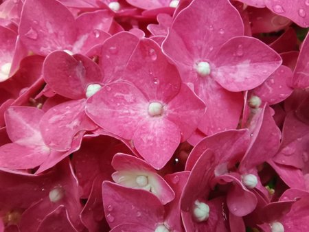 2020-06-27_08_Hortensie_P40L.jpg