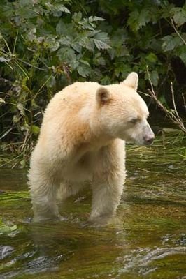 266px-Spiritbear.jpg
