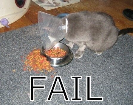 cat_fail-14136.jpg