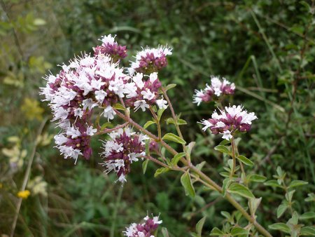 ORIGANUM_VULGARE_-_SANT_JUST_-_IB-230_(Orenga).JPG