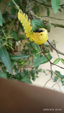 IMG_20200808_200337_1.jpg