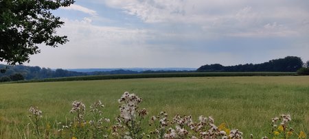 IMG_20200809_115824.jpg