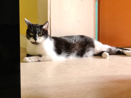 Katze s20 ultra x10.jpg