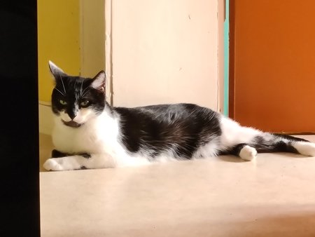 Katze s20plus x10.jpg