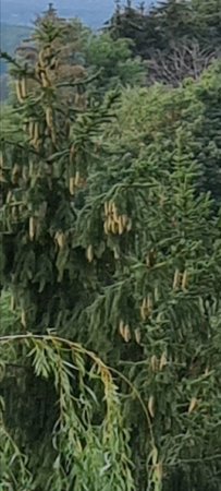 Screenshot_20200815-131458_Gallery.jpg