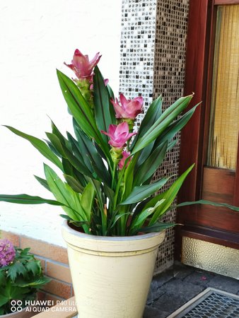 IMG_20200815_115305.jpg