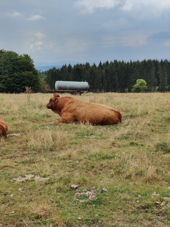 IMG_20200815_161535.jpg