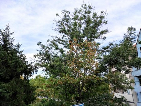 2020-08-28_Terrassenpflanzen-und-Baeume-davor_13.jpg