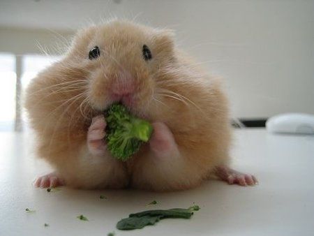 Cute-Hamster-Wallpaper-Pictures-09.jpg