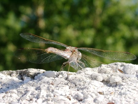 20010825_112154.JPG