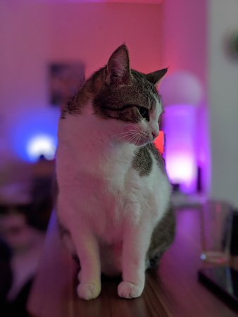 Pongo1.jpg