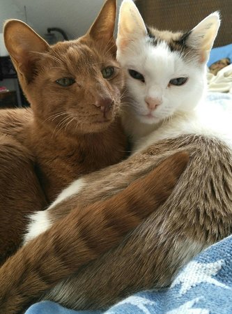 Lulu und Schoki 1.jpg