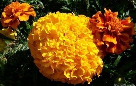 GSIII_camera_Marigolds_620_610x383.jpg GSIII_camera_Marigolds_620_610x383.jpg