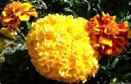 OneX_camera_Marigolds_620_610x390.jpg OneX_camera_Marigolds_620_610x390.jpg