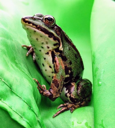 Frosch.jpg