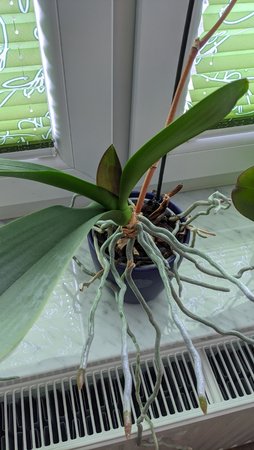 P4XL_1x_Zoom.jpg