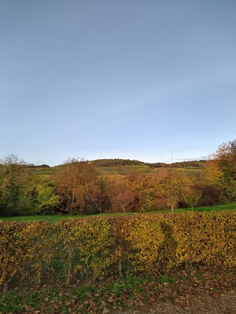 IMG_20201024_170537.jpg