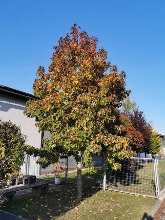 IMG_20201025_145548.jpg