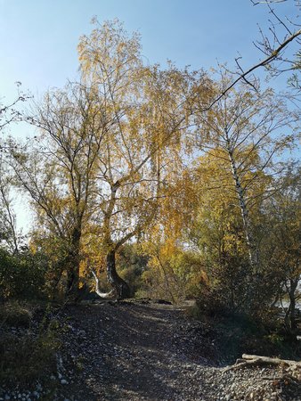 IMG_20201025_110310.jpg