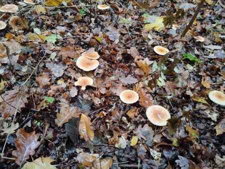 IMG20201031083638.jpg