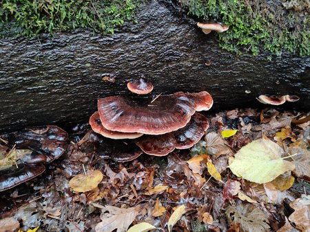 IMG20201031083148.jpg