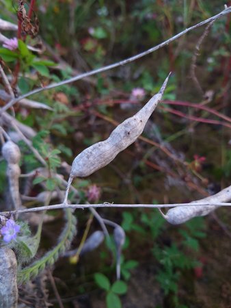 DSC_0249.JPG