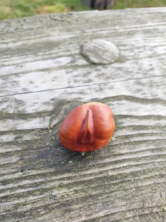 IMG20201101142206.jpg