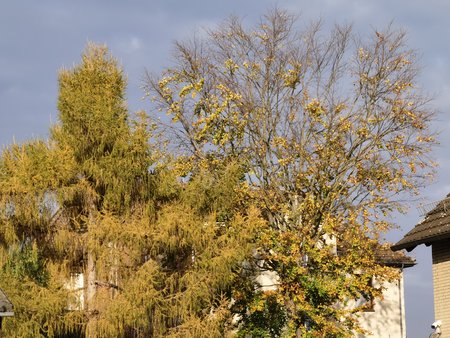 IMG_20201105_150139.jpg