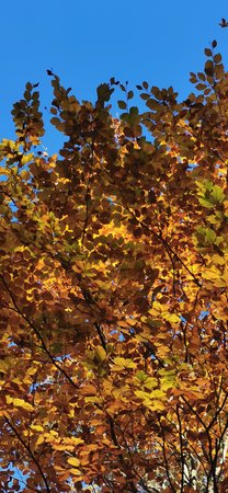 IMG_20201106_121709.jpg