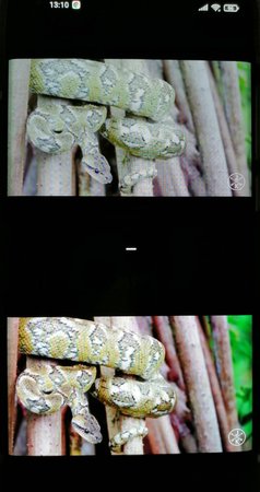 IMG_20201120_131255.jpg