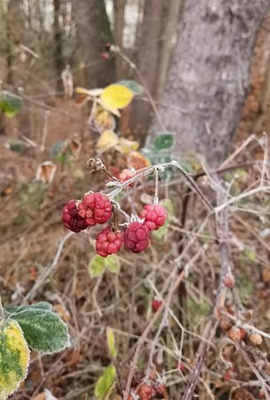 IMG_20201124_073330.jpg