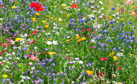 blumenwiese-3657902-shutterstock.jpg