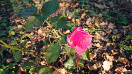 20201130_133556.JPG