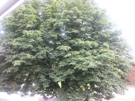 20120704_151034.jpg