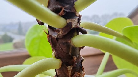 20210202_121159.jpg