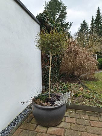 IMG_20210227_135623.jpg