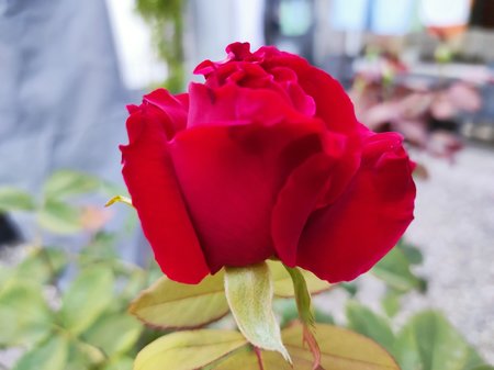 2020-09-11-01_Redmi-Note-9-Pro_Fotomodus.jpg