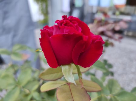 2020-09-11-02_Redmi-Note-9-Pro_64M.jpg