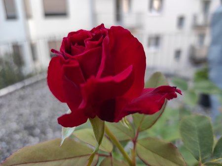 2020-09-11-03_Redmi-Note-9-Pro_64M.jpg