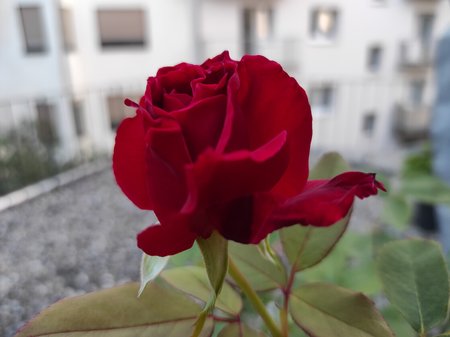 2020-09-11-05_Redmi-Note-9-Pro_64M.jpg