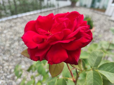 2020-09-12-08_Redmi-Note-9-Pro_64M.jpg