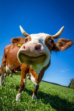 cow-2896329_960_720.jpg