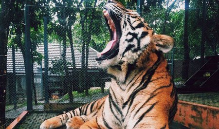 Tiger_zahnlos-680x3991-1.jpg