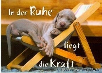 hund_ruhe.jpg