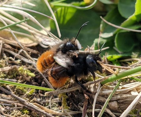 Bienen photo_2021-03-25_14-13-24.jpg
