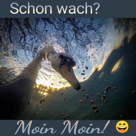 Moin-Moin.jpg