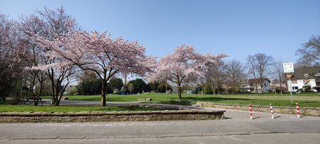 IMG_20210401_115218.jpg