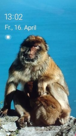 affe.jpg