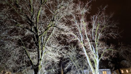 PXL_20210417_195405982.NIGHT.jpg