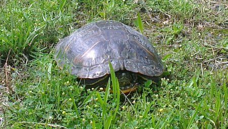 IMAG0013.jpg